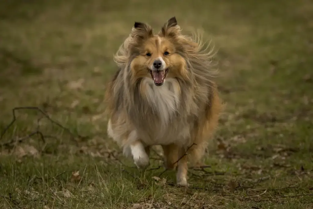 Collie dog running in green field