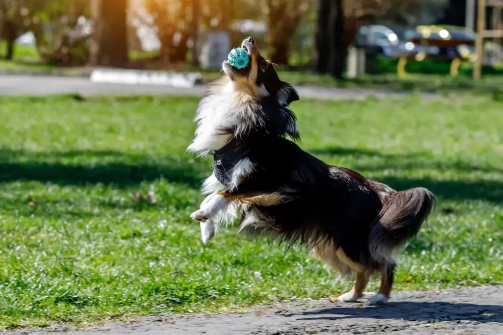 Dog catching blue ball in park