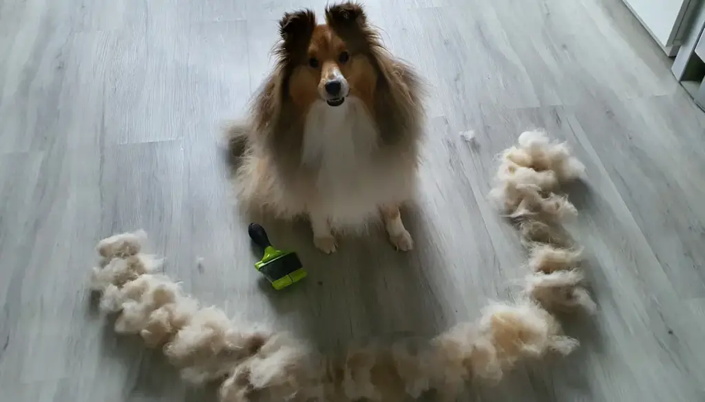 Collie dog surrounded by loose fur after brushing.