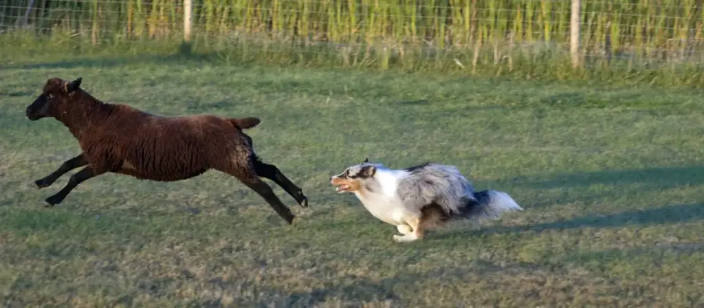 Border collie herding a black sheep