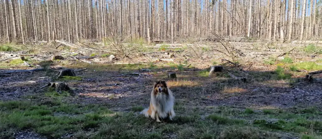 Collie dog in a forest clearing