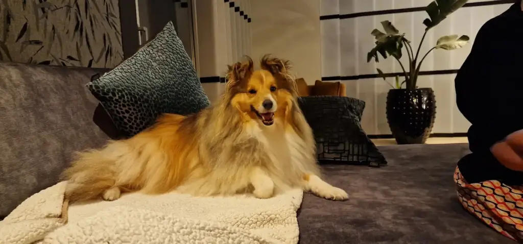 Sheltie dog smiling on a cozy couch