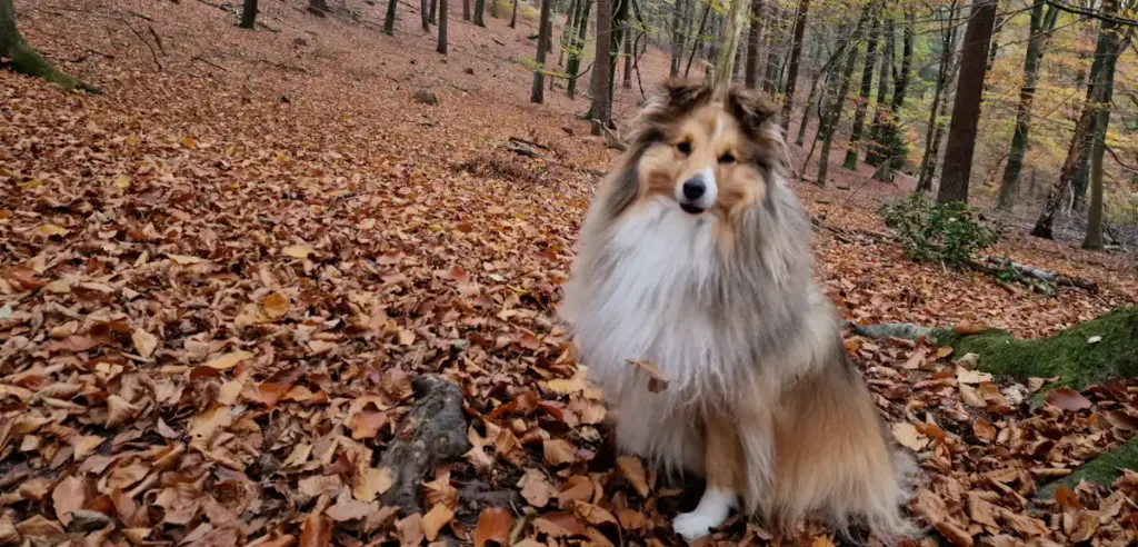 Fluffy dog sitting in autumn forest with leaves.