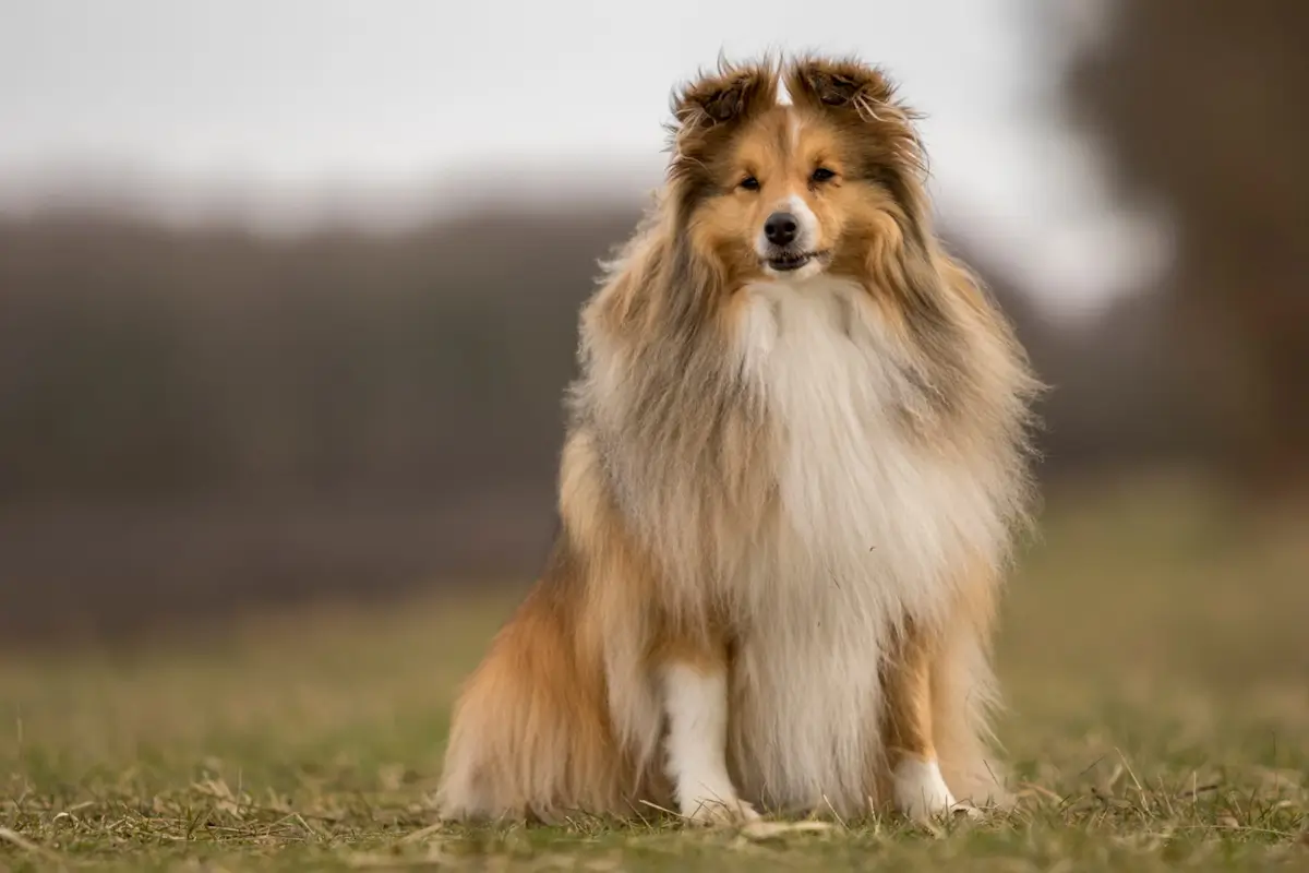 Shetland Sheepdog training demonstration