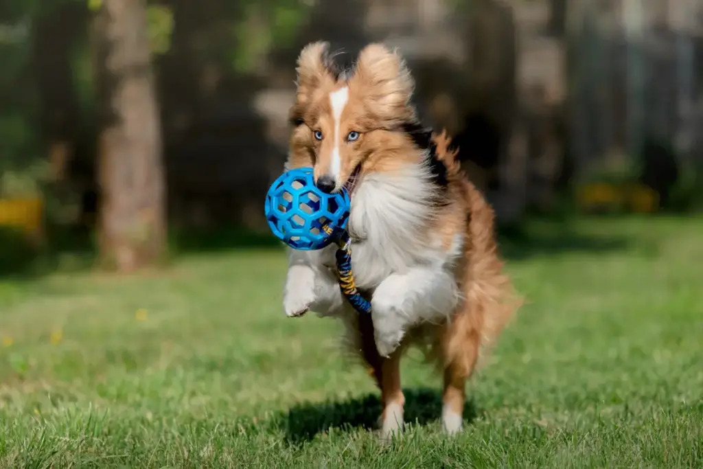 Collie playing with a blue ball outside.