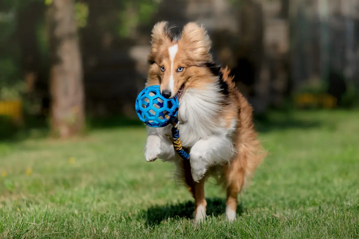 Best Toys and Activities for Shelties: Keeping Your Shetland Sheepdog Active and Happy